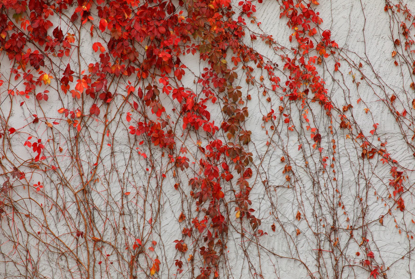 Fall colors burst around St. Louis' north side